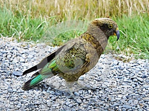 Kea Parrot Bird, New Zealand